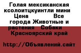 Голая мексиканская ксолоитцкуинтли мини › Цена ­ 20 000 - Все города Животные и растения » Собаки   . Красноярский край